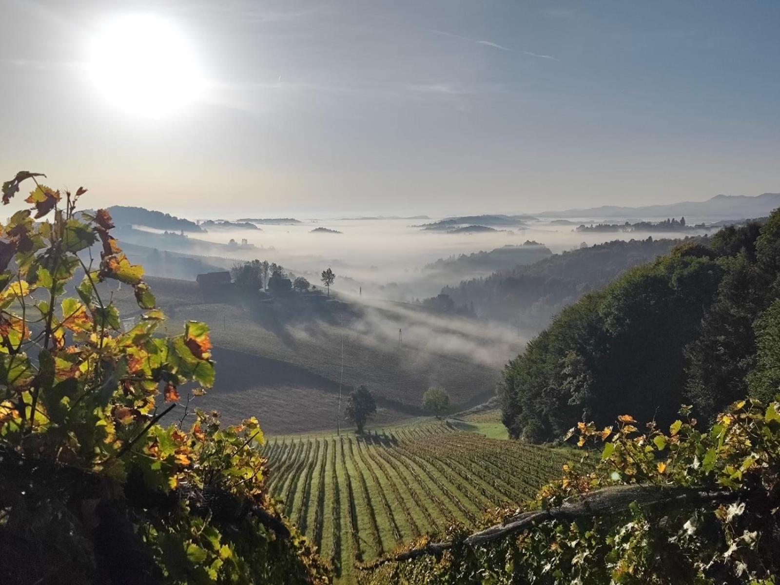 ロイトシャッハ Weingut Fellner Bed & Breakfast エクステリア 写真