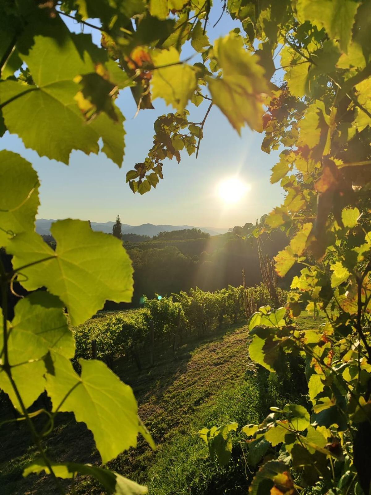 ロイトシャッハ Weingut Fellner Bed & Breakfast エクステリア 写真